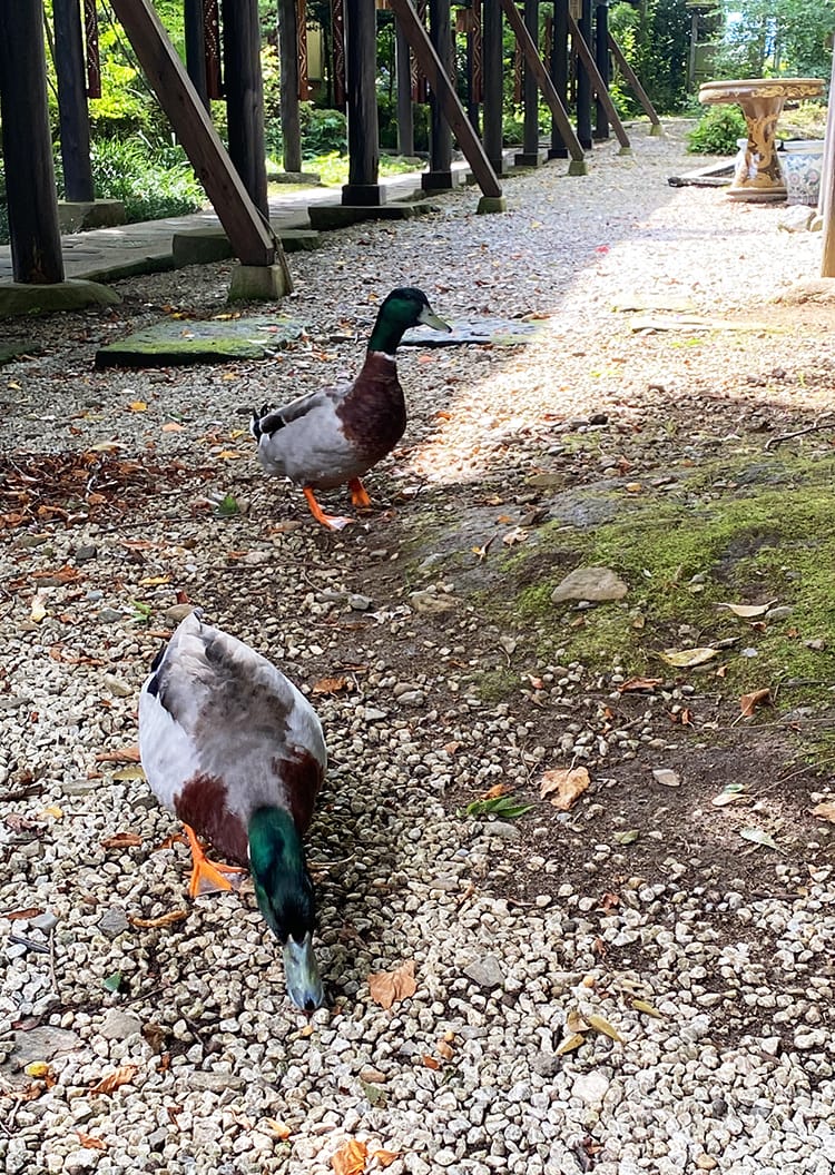 [九州熊本] 竹樂亭，阿蘇山腳下日式旅館 私人露天溫泉太享受