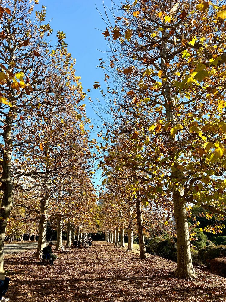 [東京] 新宿御苑，市區絕美賞楓景點推薦！  紅葉季 門票 